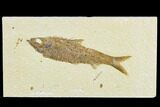 Detailed Fossil Fish (Knightia) - Wyoming #113573-1